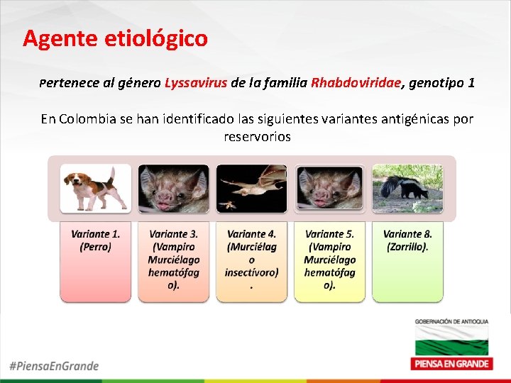 Agente etiológico Pertenece al género Lyssavirus de la familia Rhabdoviridae, genotipo 1 En Colombia