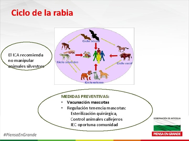 Ciclo de la rabia El ICA recomienda no manipular animales silvestres MEDIDAS PREVENTIVAS: •