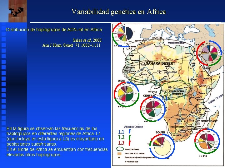 Variabilidad genética en Africa Distribución de haplogrupos de ADN-mt en Africa Salas et al,