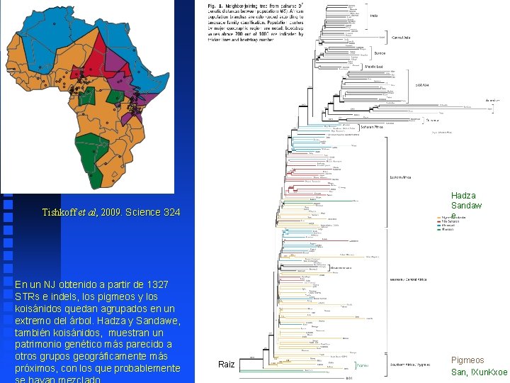 Hadza Sandaw e Tishkoff et al, 2009. Science 324 En un NJ obtenido a