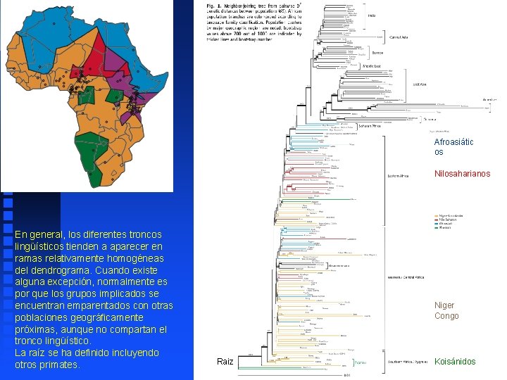 Afroasiátic os Nilosaharianos En general, los diferentes troncos lingüísticos tienden a aparecer en ramas