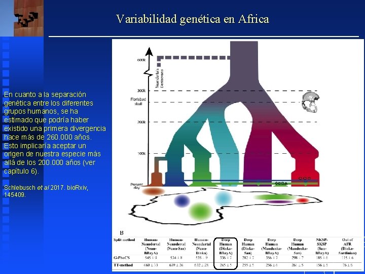 Variabilidad genética en Africa En cuanto a la separación genética entre los diferentes grupos