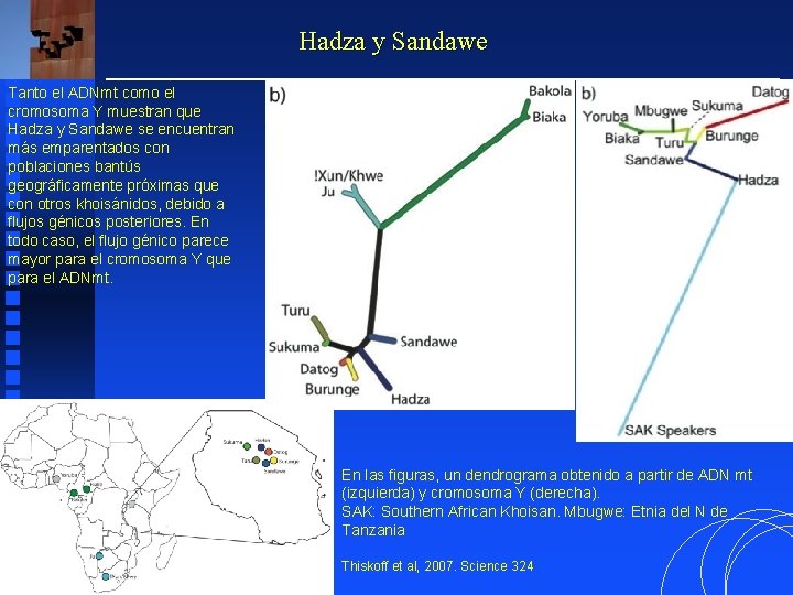 Hadza y Sandawe Tanto el ADNmt como el cromosoma Y muestran que Hadza y