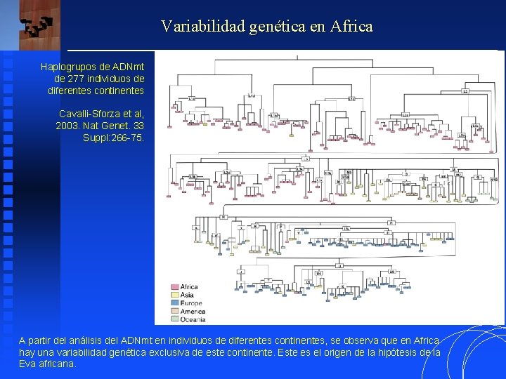Variabilidad genética en Africa Haplogrupos de ADNmt de 277 individuos de diferentes continentes Cavalli-Sforza