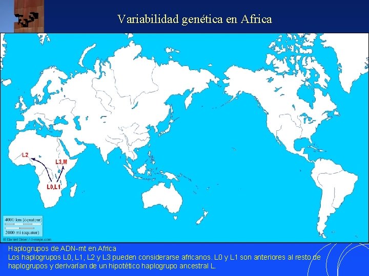 Variabilidad genética en Africa Haplogrupos de ADN-mt en Africa Los haplogrupos L 0, L