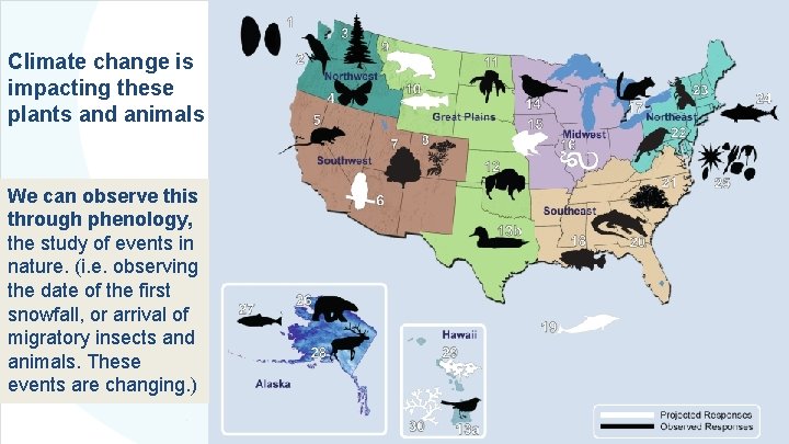 Climate change is impacting these plants and animals We can observe this through phenology, Climate change is impacting these plants and animals We can observe this through phenology,