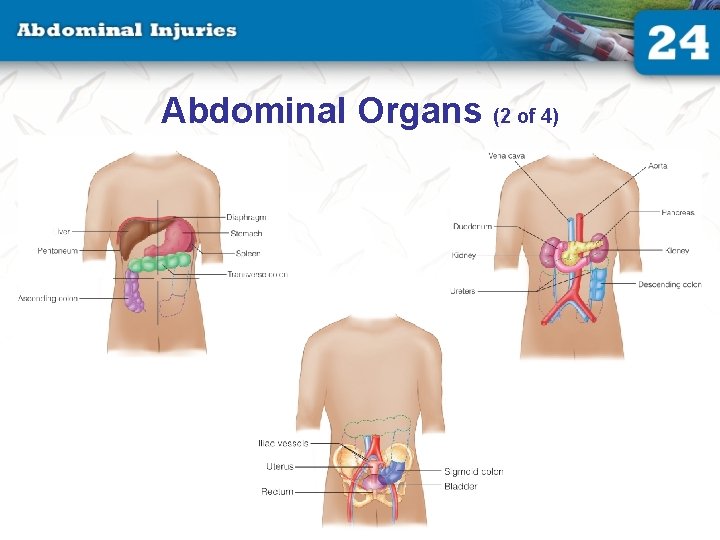 Abdominal Organs (2 of 4) Abdominal Organs (2 of 4)