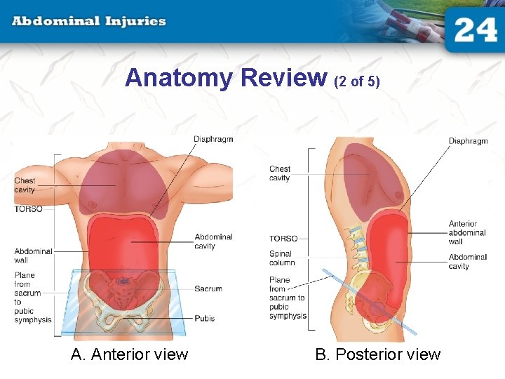 Anatomy Review (2 of 5) A. Anterior view B. Posterior view Anatomy Review (2 of 5) A. Anterior view B. Posterior view