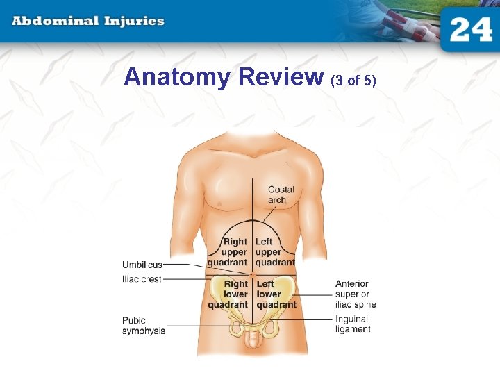 Anatomy Review (3 of 5) 