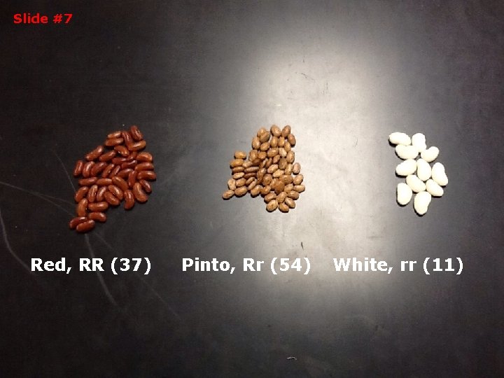 Slide #7 Red, RR (37) Pinto, Rr (54) White, rr (11) 