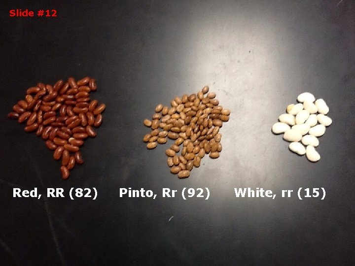 Slide #12 Red, RR (82) Pinto, Rr (92) White, rr (15) Slide #12 Red, RR (82) Pinto, Rr (92) White, rr (15)