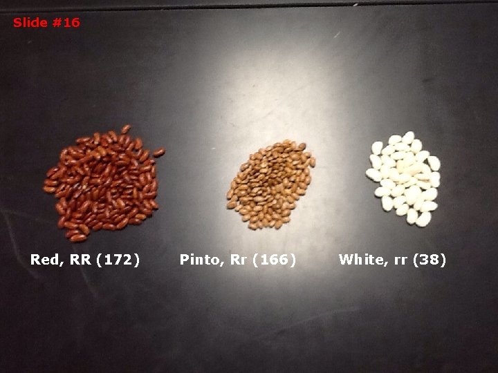 Slide #16 Red, RR (172) Pinto, Rr (166) White, rr (38) 