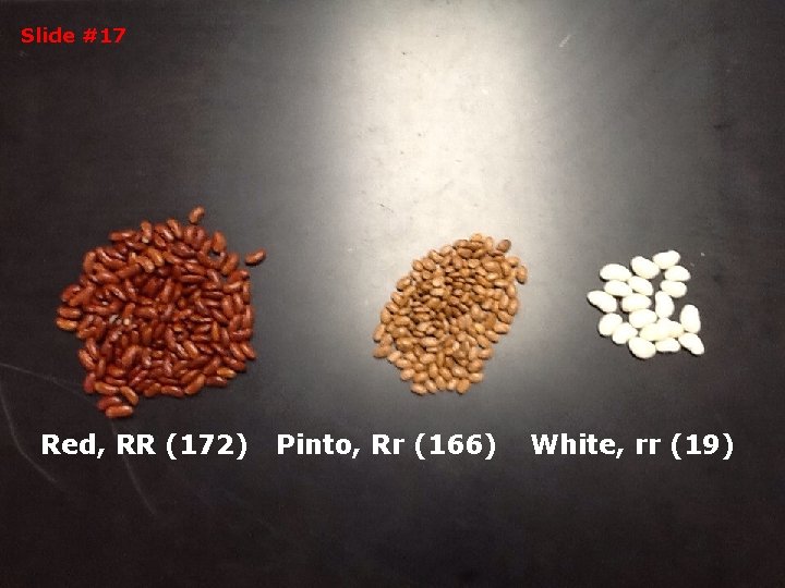 Slide #17 Red, RR (172) Pinto, Rr (166) White, rr (19) Slide #17 Red, RR (172) Pinto, Rr (166) White, rr (19)
