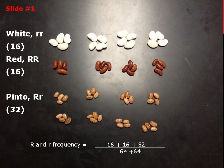 Slide #1 White, rr (16) Red, RR (16) Pinto, Rr (32) R and r