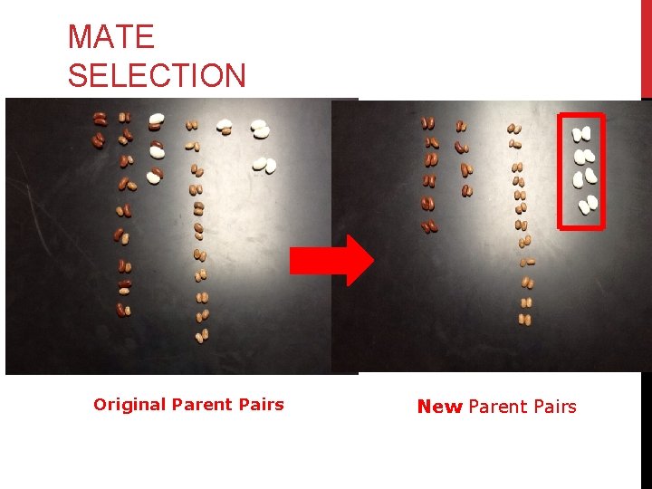 MATE SELECTION Original Parent Pairs New Parent Pairs 