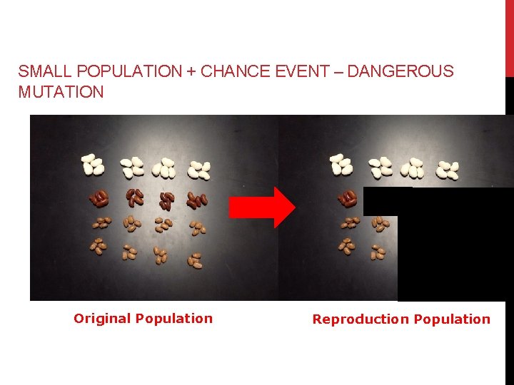 SMALL POPULATION + CHANCE EVENT – DANGEROUS MUTATION Original Population Reproduction Population SMALL POPULATION + CHANCE EVENT – DANGEROUS MUTATION Original Population Reproduction Population