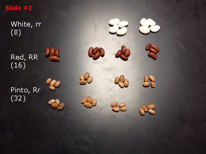 Slide #2 White, rr (8) Red, RR (16) Pinto, Rr (32) 