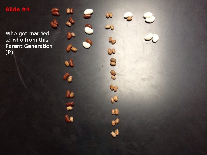 Slide #4 Who got married to who from this Parent Generation (P) 