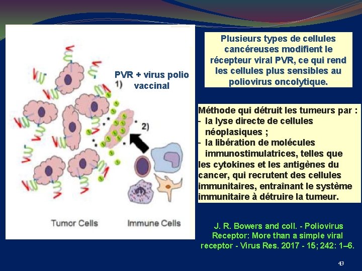 PVR + virus polio vaccinal Plusieurs types de cellules cancéreuses modifient le récepteur viral