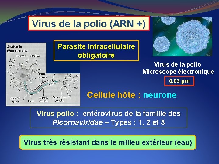 Virus de la polio (ARN +) Parasite intracellulaire obligatoire Virus de la polio Microscope