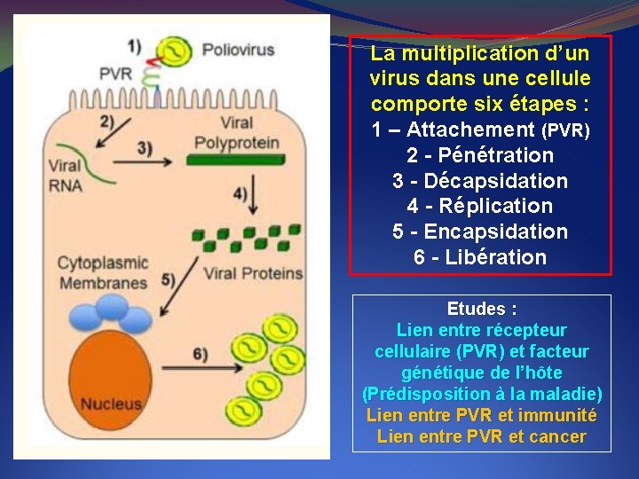 La multiplication d’un virus dans une cellule comporte six étapes : 1 – Attachement