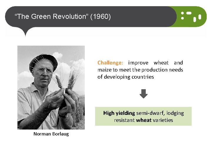 “The Green Revolution” (1960) Challenge: improve wheat and maize to meet the production needs