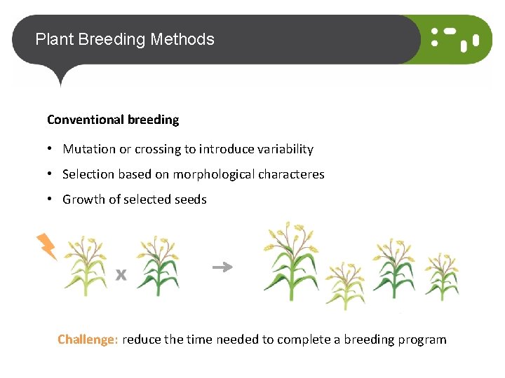 Plant Breeding across times challenges and achievements Susana