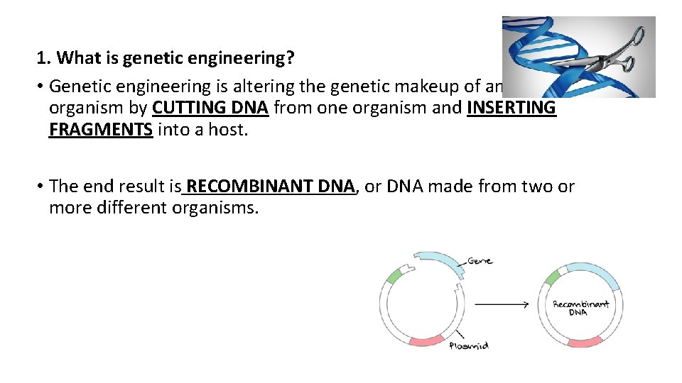 1. What is genetic engineering? • Genetic engineering is altering the genetic makeup of