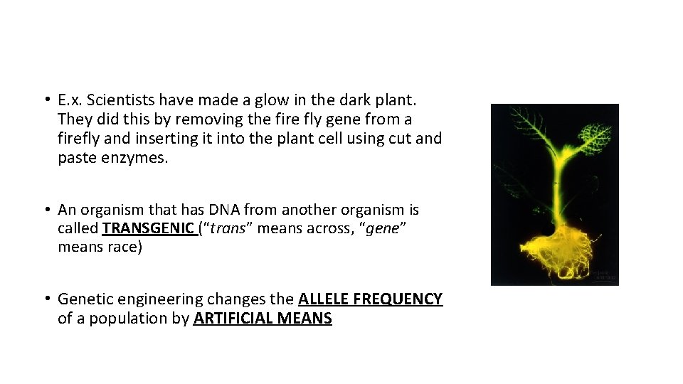  • E. x. Scientists have made a glow in the dark plant. They