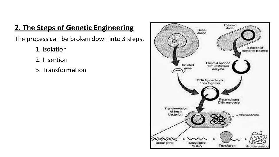 2. The Steps of Genetic Engineering The process can be broken down into 3