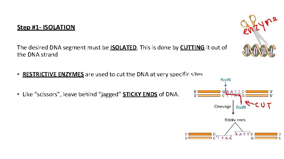 Step #1 - ISOLATION The desired DNA segment must be ISOLATED. This is done