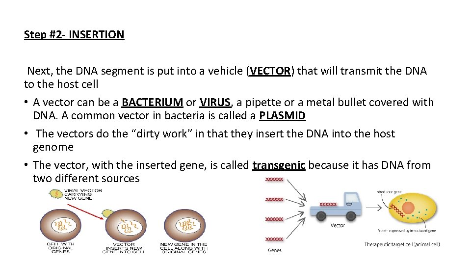 Step #2 - INSERTION Next, the DNA segment is put into a vehicle (VECTOR)