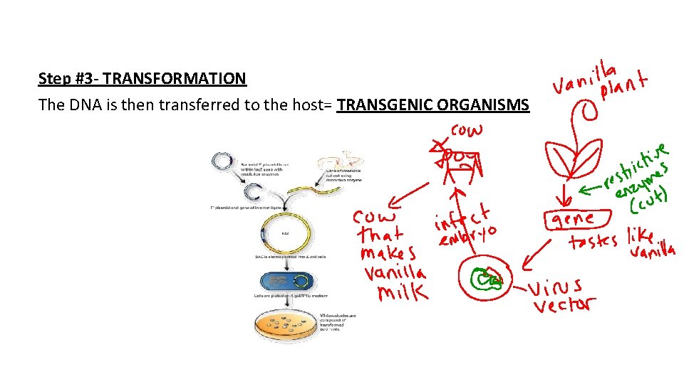 Step #3 - TRANSFORMATION The DNA is then transferred to the host= TRANSGENIC ORGANISMS