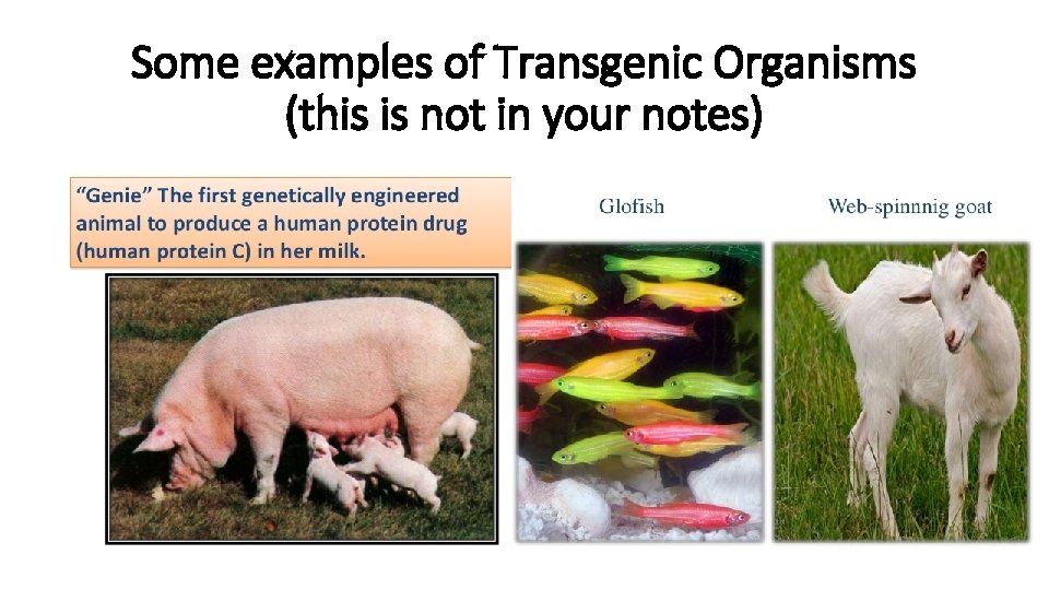 Some examples of Transgenic Organisms (this is not in your notes) 