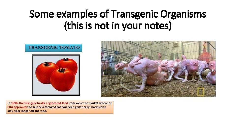 Some examples of Transgenic Organisms (this is not in your notes) 