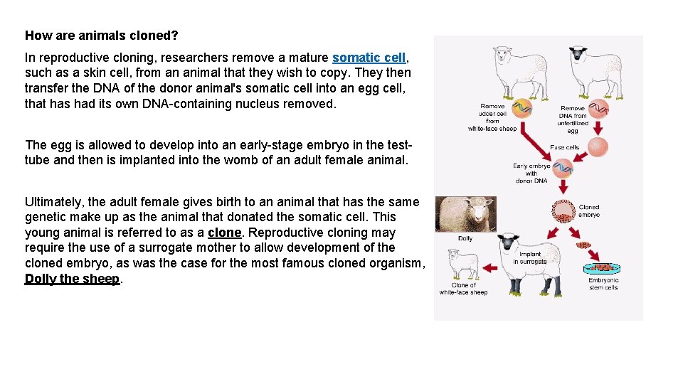 How are animals cloned? In reproductive cloning, researchers remove a mature somatic cell, such