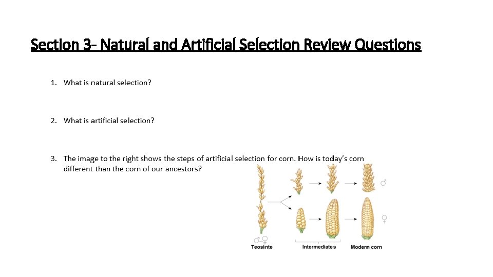 Section 3 - Natural and Artificial Selection Review Questions 