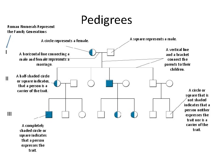 Roman Numerals Represent the Family Generations Pedigrees A circle represents a female. I A