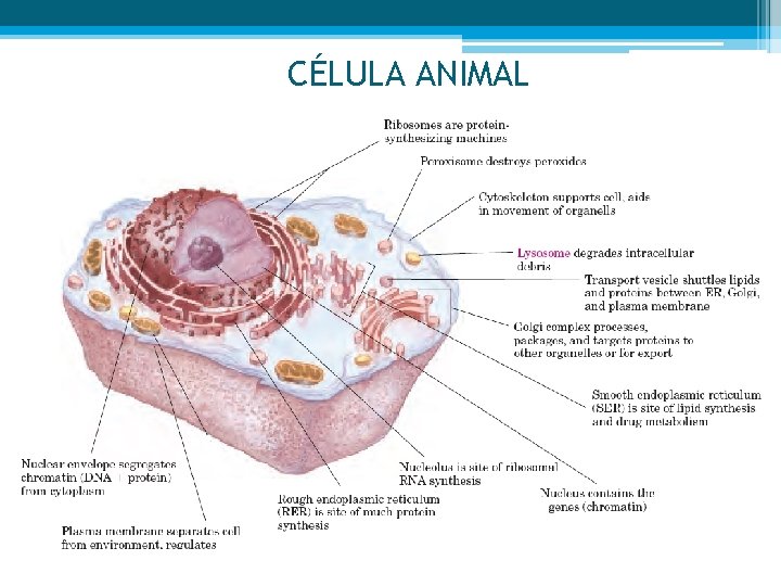 CÉLULA ANIMAL 