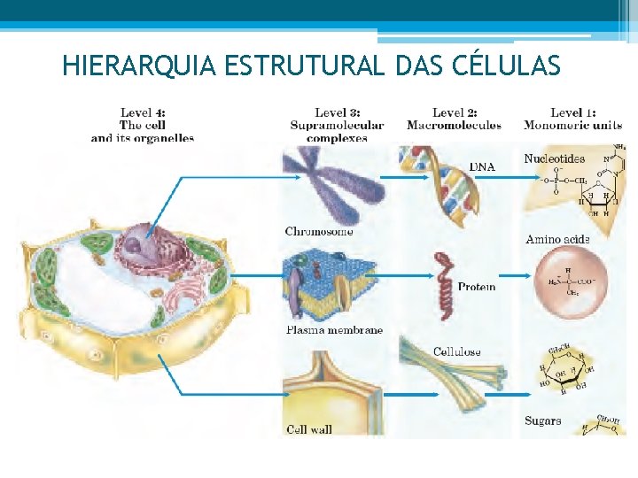 HIERARQUIA ESTRUTURAL DAS CÉLULAS 