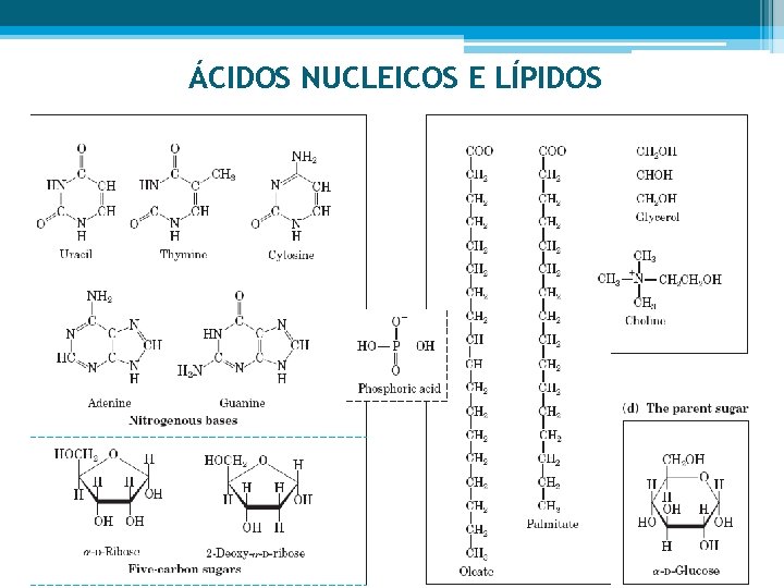 ÁCIDOS NUCLEICOS E LÍPIDOS 