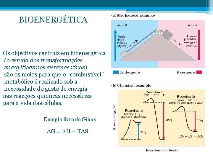 BIOENERGÉTICA Os objectivos centrais em bioenergética (o estudo das transformações energéticas nos sistemas vivos)