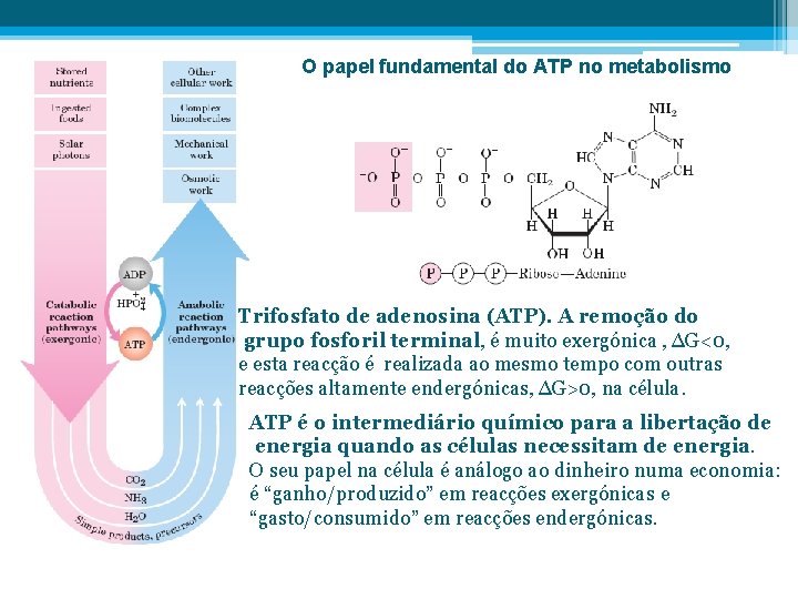 O papel fundamental do ATP no metabolismo Trifosfato de adenosina (ATP). A remoção do
