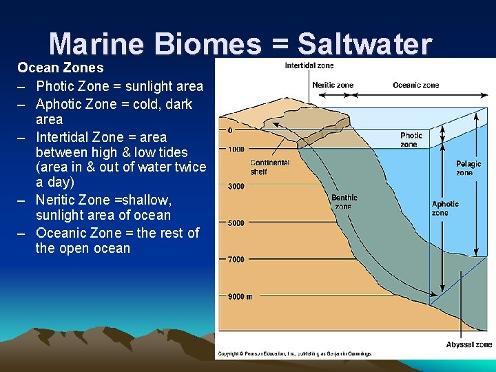 Marine Biomes = Saltwater Ocean Zones – Photic Zone = sunlight area – Aphotic