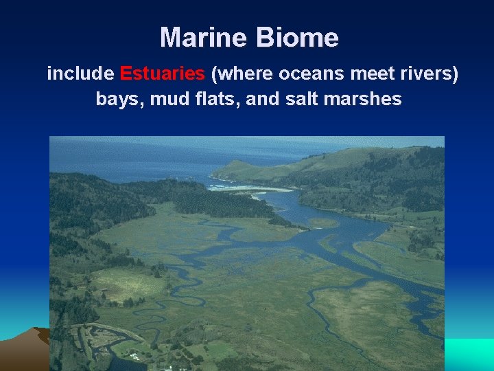 Marine Biome include Estuaries (where oceans meet rivers) bays, mud flats, and salt marshes