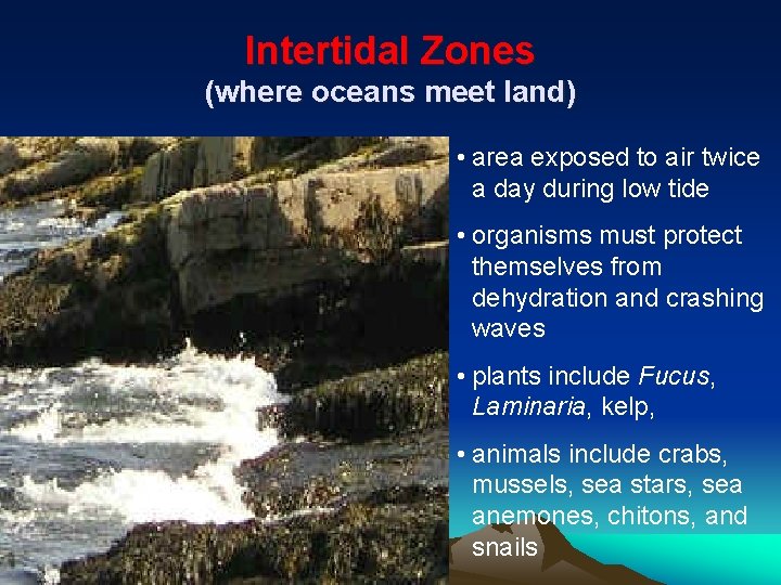 Intertidal Zones (where oceans meet land) • area exposed to air twice a day