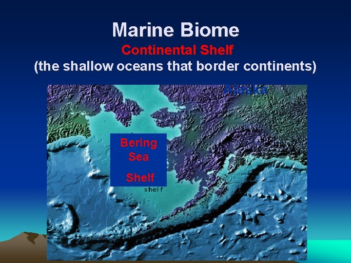Marine Biome Continental Shelf (the shallow oceans that border continents) Alaska Bering Sea Shelf
