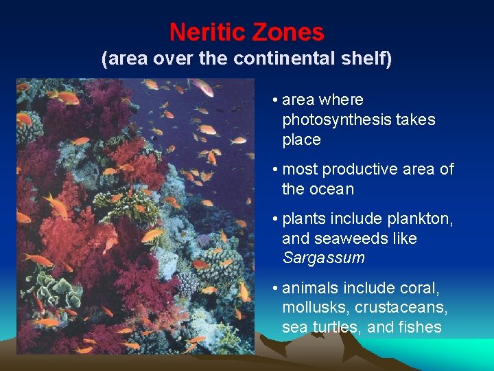 Neritic Zones (area over the continental shelf) • area where photosynthesis takes place •