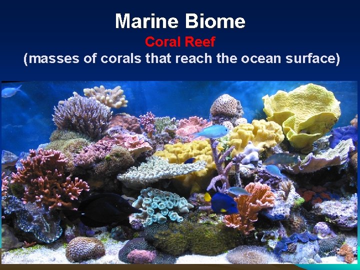 Marine Biome Coral Reef (masses of corals that reach the ocean surface) 