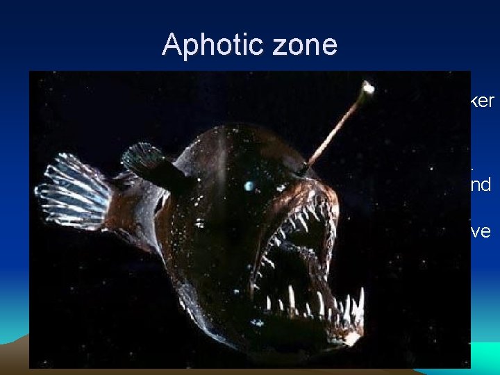Aphotic zone • In the aphotic zone where the lack of light is darker